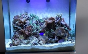 Acuario Plankton
