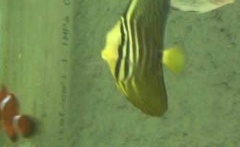 Acuario Plankton