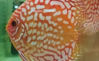 ACUARIO VIDA ACUATICA