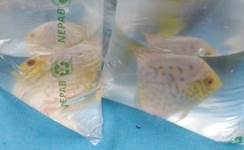 ACUARIO VIDA ACUATICA