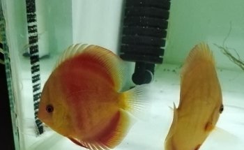 ACUARIO VIDA ACUATICA