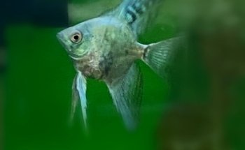 ACUARIO VIDA ACUATICA