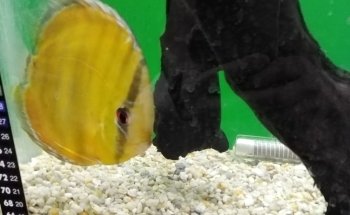 ACUARIO VIDA ACUATICA