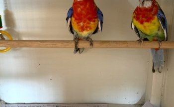 Jonath's Animal Kingdom