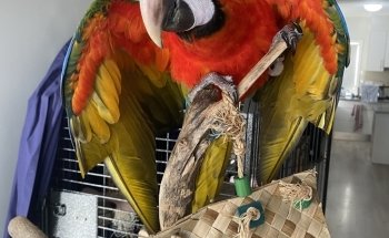 Jonath's Animal Kingdom