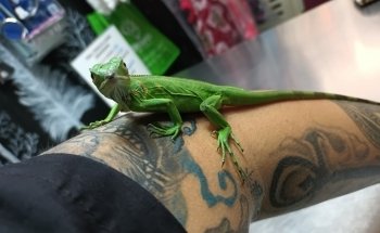 Black Wolf Servicios Veterinarios