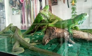 Black Wolf Servicios Veterinarios