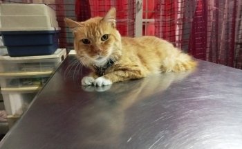 Black Wolf Servicios Veterinarios