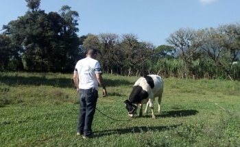 Black Wolf Servicios Veterinarios