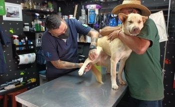 Black Wolf Servicios Veterinarios