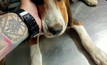 Black Wolf Servicios Veterinarios