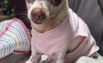 Black Wolf Servicios Veterinarios