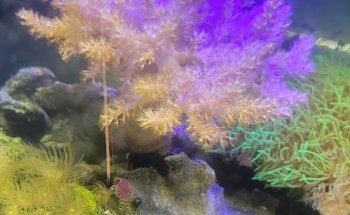 acuario acuazombie