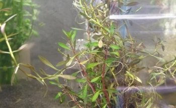 acuario acuazombie