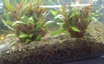 acuario acuazombie