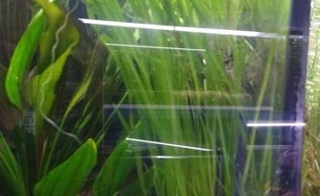 acuario acuazombie