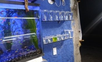 acuario acuazombie