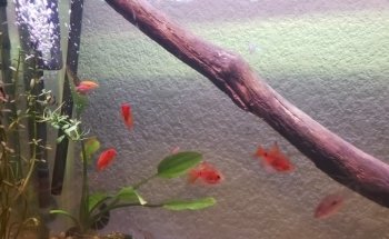 acuario acuazombie