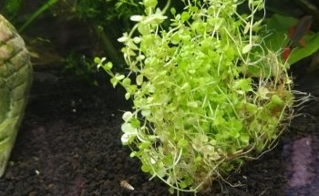 Acuario Acuazombie