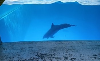 El acuario