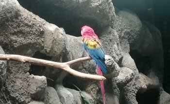 El acuario
