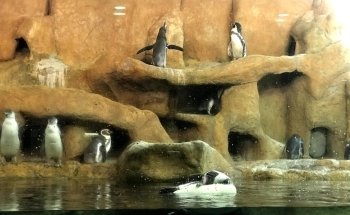 El acuario