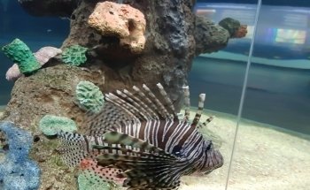 El acuario