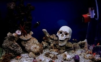 Aqua Paradise, Acuario Hidalgo