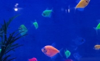 Aqua Paradise, Acuario Hidalgo