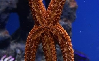 Aqua Paradise, Acuario Hidalgo