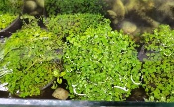 Aqua Paradise, Acuario Hidalgo