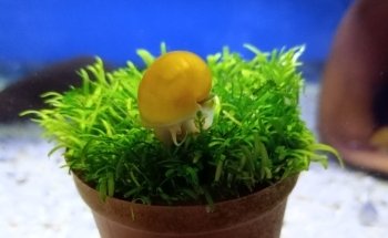 Aqua Paradise, Acuario Hidalgo