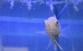 Aqua Paradise, Acuario Hidalgo