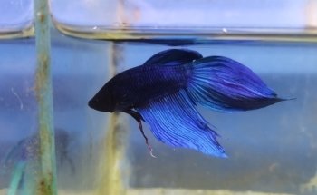 Aqua Paradise, Acuario Hidalgo