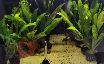 Aqua Paradise, Acuario Hidalgo