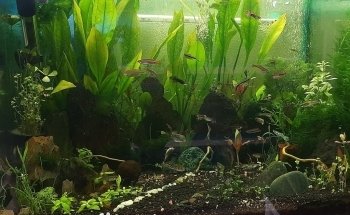 Aqua Paradise, Acuario Hidalgo