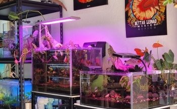 Acuario Bettas Leinad México