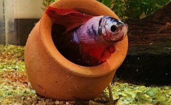 Acuario Bettas Leinad México