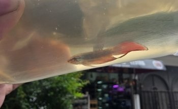 Acuario Bettas Leinad México