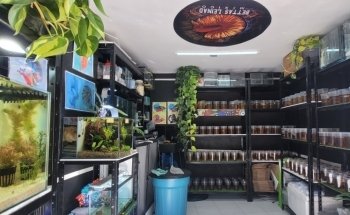 Acuario Bettas Leinad México