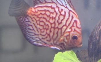 Acuario Bettas Leinad México