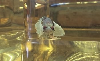 Acuario Bettas Leinad México