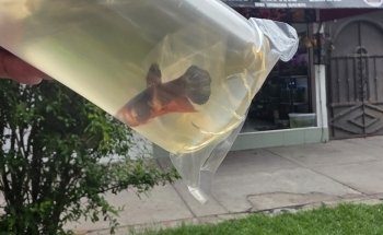 Acuario Bettas Leinad México