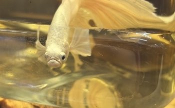 Acuario Bettas Leinad México