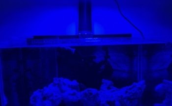 The Coral Shop