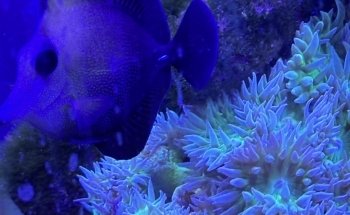 The Coral Shop