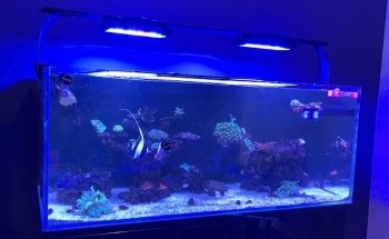 The Coral Shop
