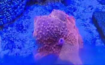 The Coral Shop