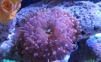 Kribensis Aquarium