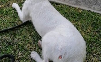 Clínica Veterinaria Orix Sur